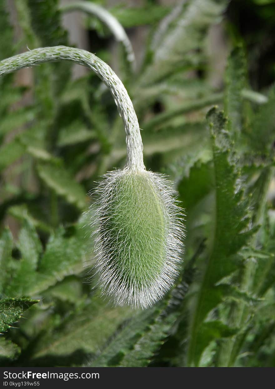 Plant, Flower, Flora, Flowering Plant