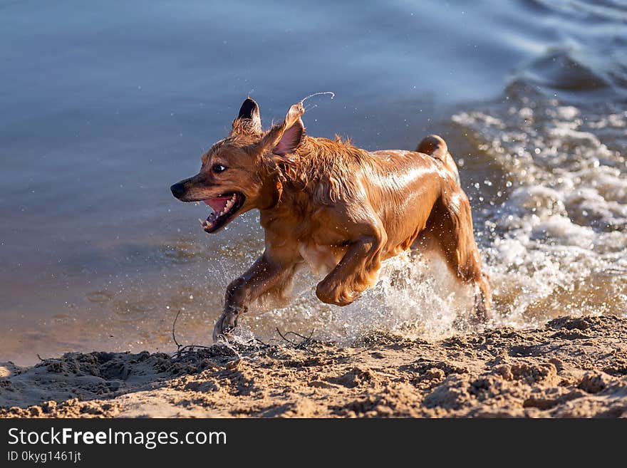 Dog having fun by the water