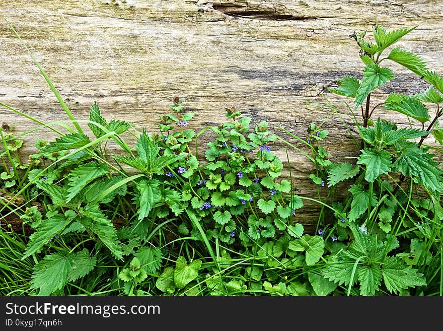 Plant, Flora, Flower, Herb