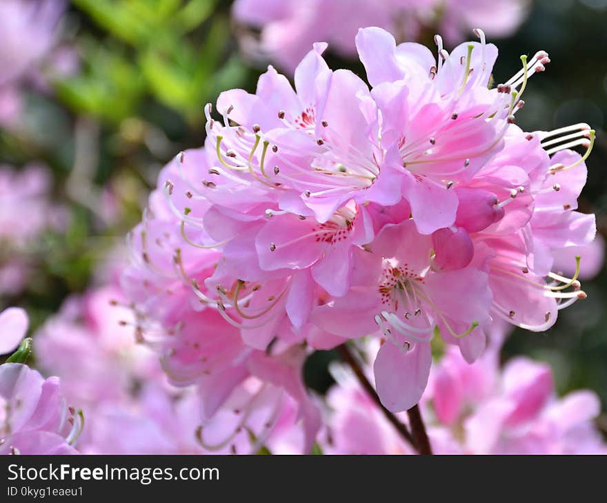 Flower, Pink, Plant, Flowering Plant