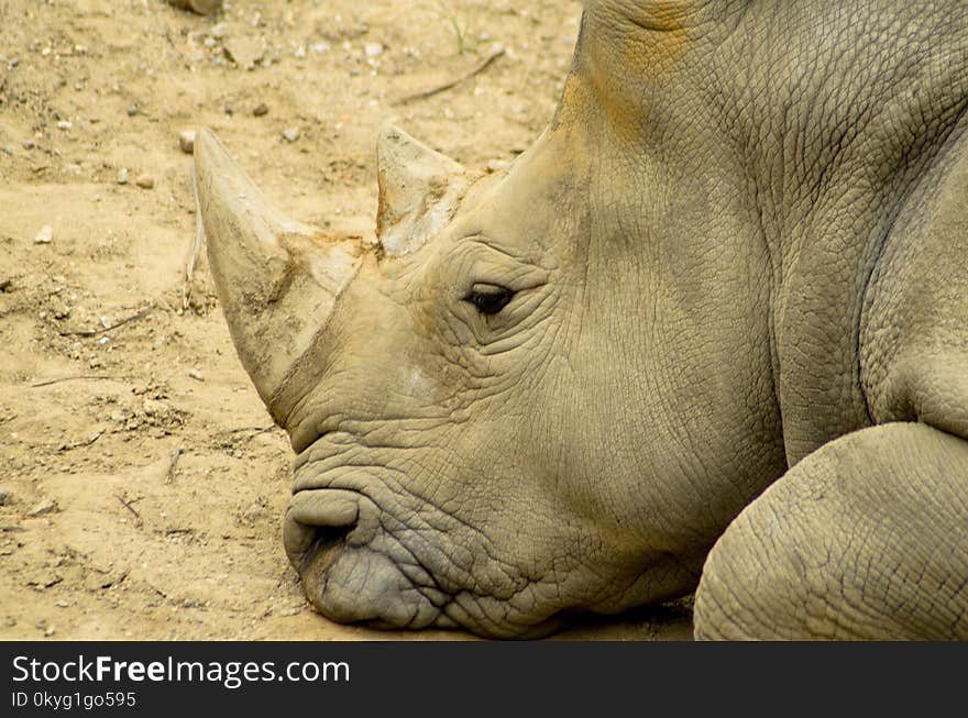 Rhinoceros, Terrestrial Animal, Wildlife, Fauna