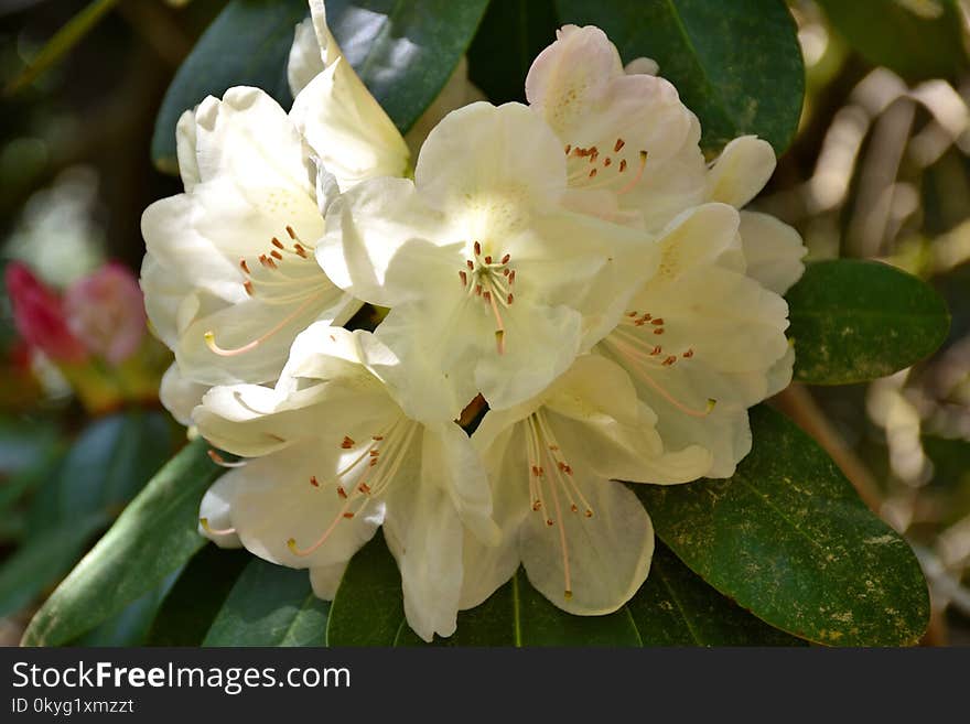 Flower, Plant, Flowering Plant, Blossom