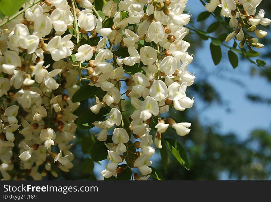 Flora, Spring, Flower, Blossom