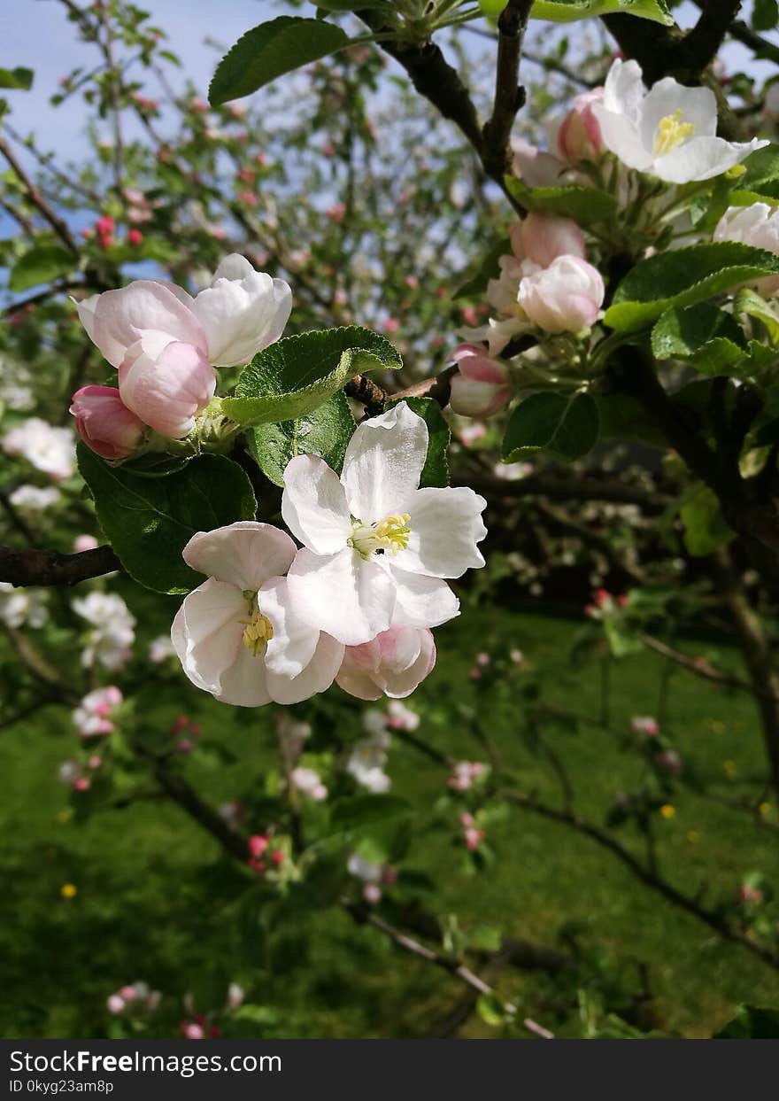 Blossom, Flower, Spring, Flora