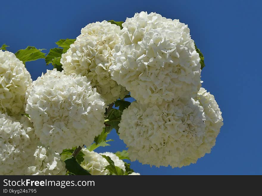 White, Flower, Hydrangea, Viburnum