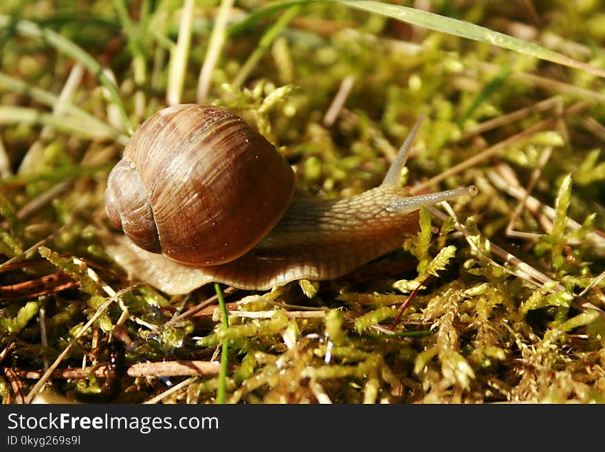 Snails And Slugs, Snail, Molluscs, Terrestrial Animal