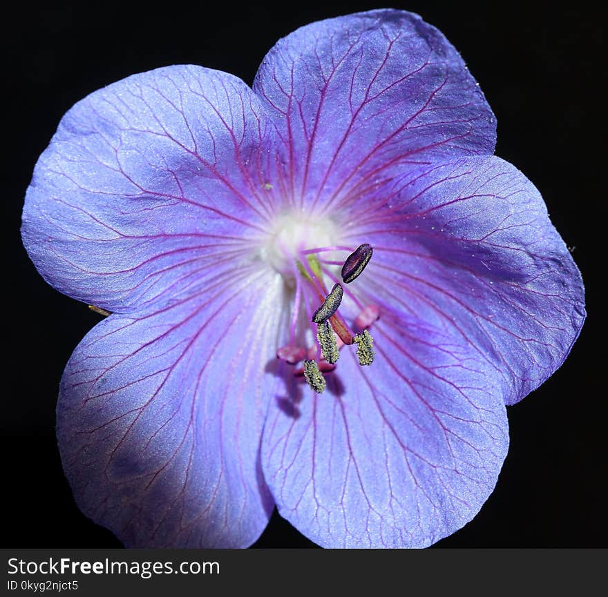 Flower, Purple, Violet, Flora