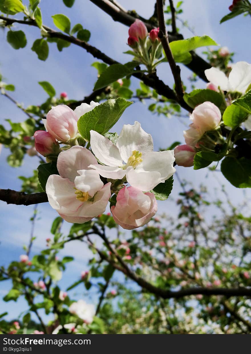 Blossom, Branch, Spring, Flower