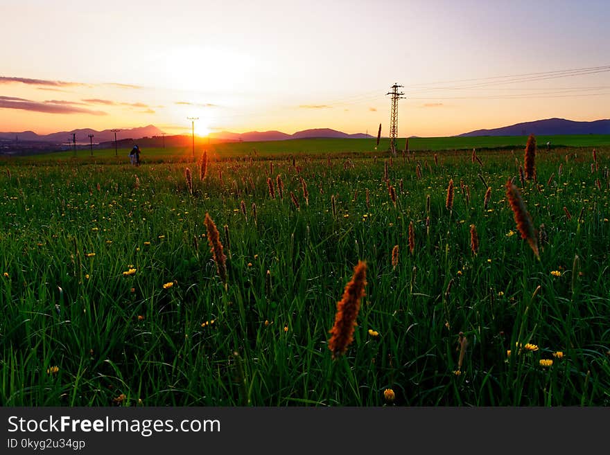 Field, Ecosystem, Grassland, Prairie