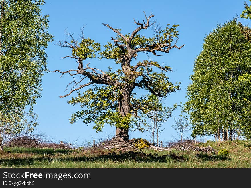 Tree, Woody Plant, Vegetation, Branch