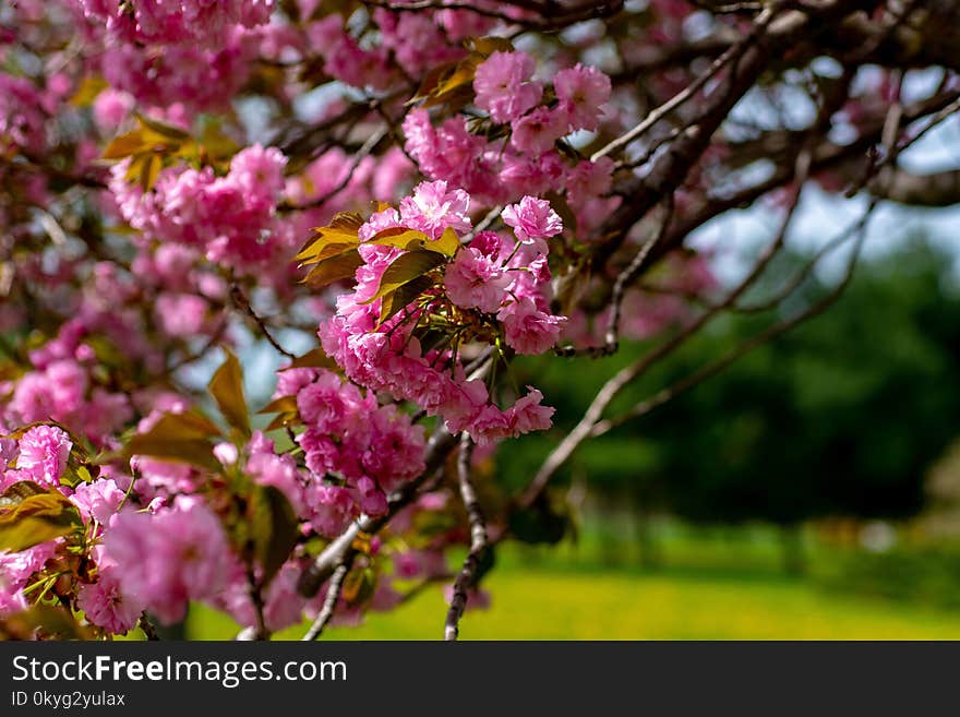 Pink, Blossom, Spring, Plant