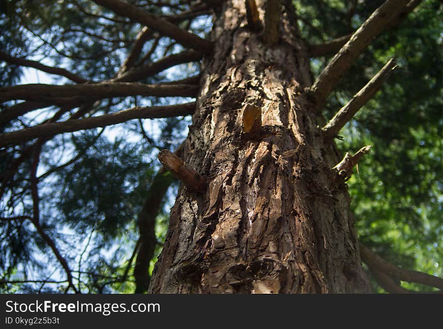 Tree, Trunk, Branch, Old Growth Forest