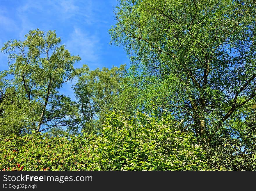 Tree, Sky, Vegetation, Nature