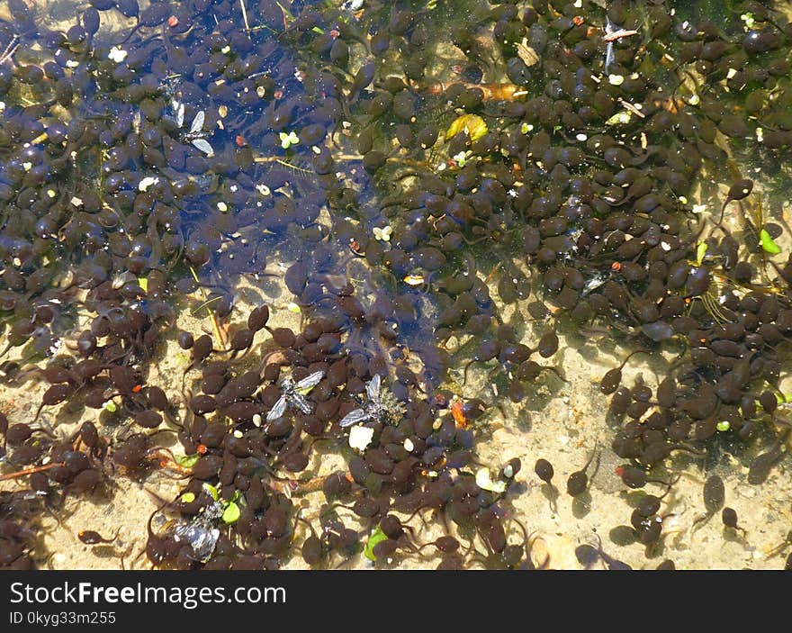 Seaweed, Plant