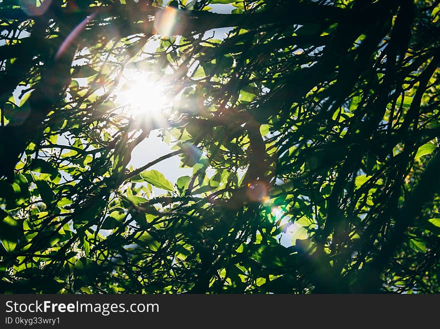 Leaf, Nature, Green, Vegetation