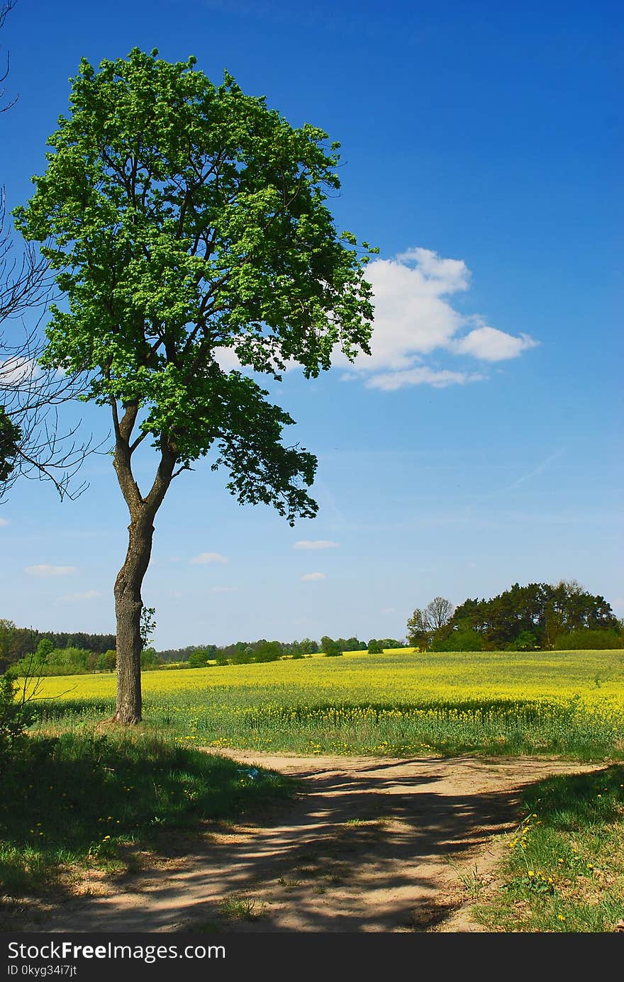 Sky, Grassland, Tree, Field