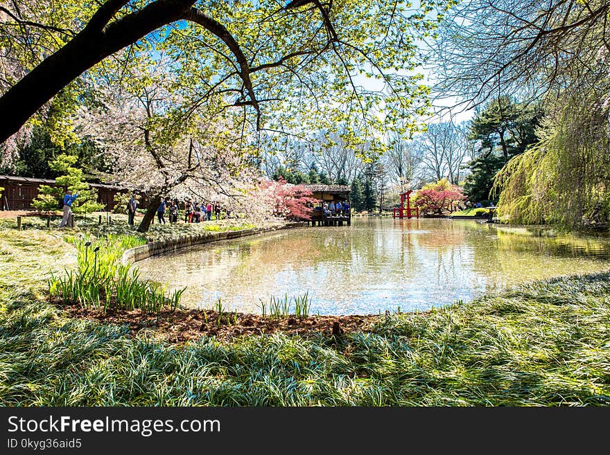 Nature, Waterway, Reflection, Water