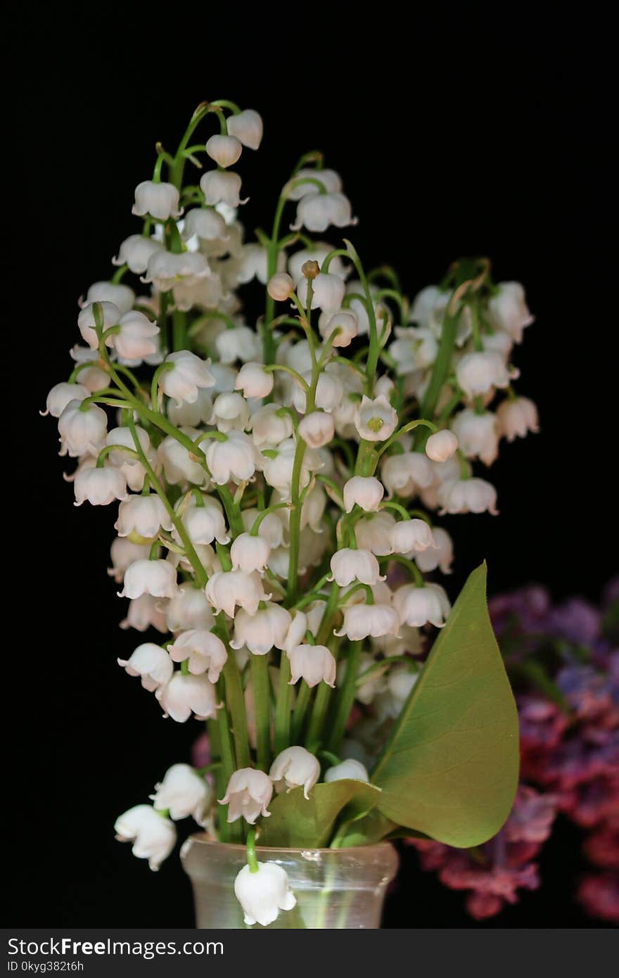 Flower, White, Plant, Flowering Plant