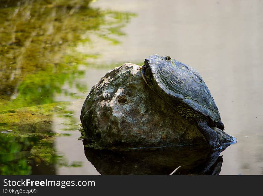 Water, Turtle, Common Snapping Turtle, Emydidae