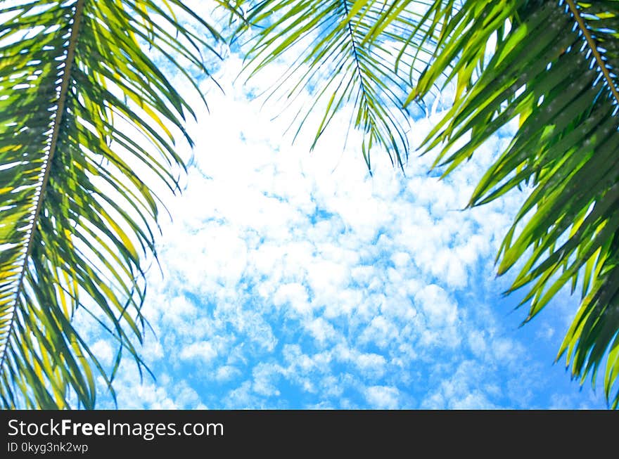 Blue, Sky, Tree, Branch