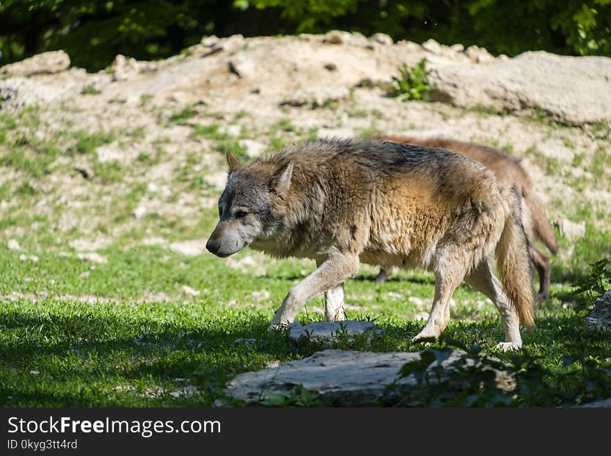 Fauna, Wildlife, Wolf, Grass