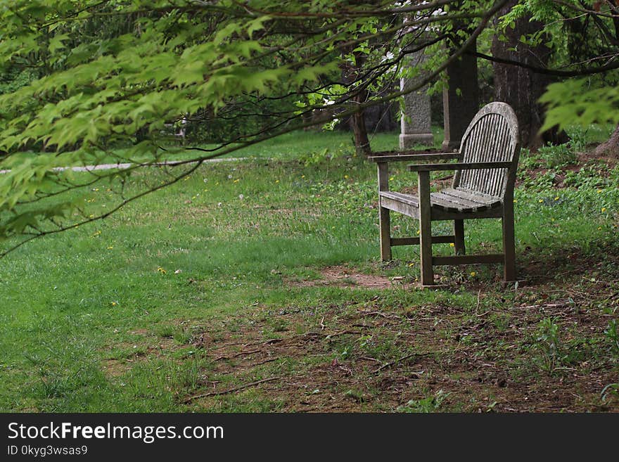 Ecosystem, Nature Reserve, Woodland, Tree