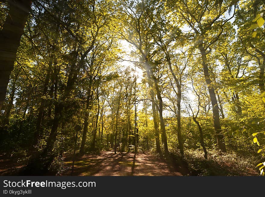 Woodland, Nature, Forest, Ecosystem