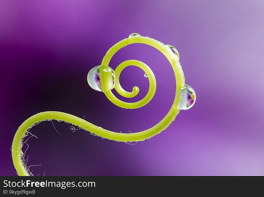 Plant with rain drops - a macro photography