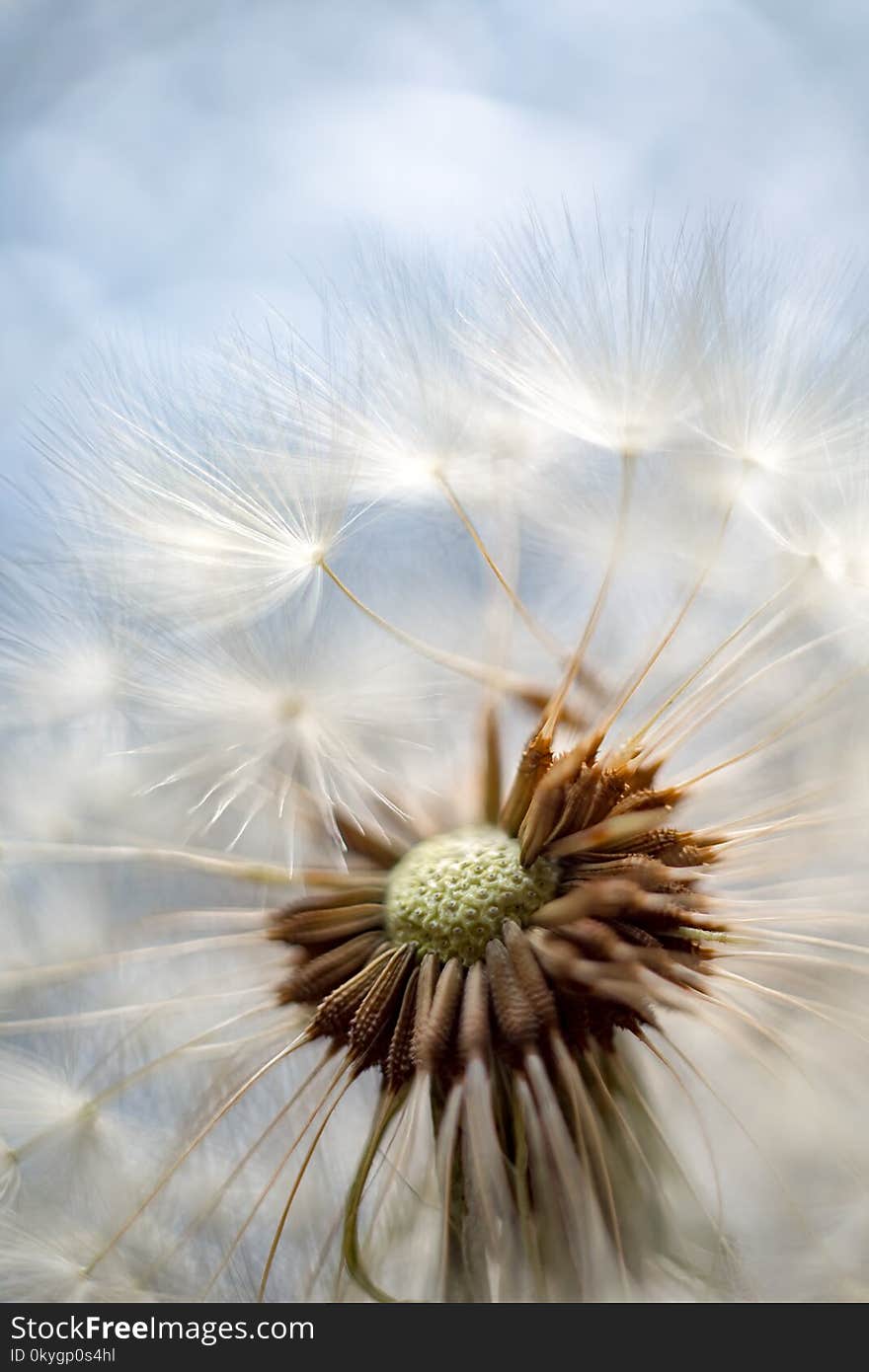 Fluffy dandelion with seeds on a blurred background