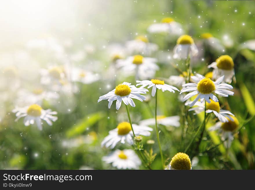 Image with daisies.