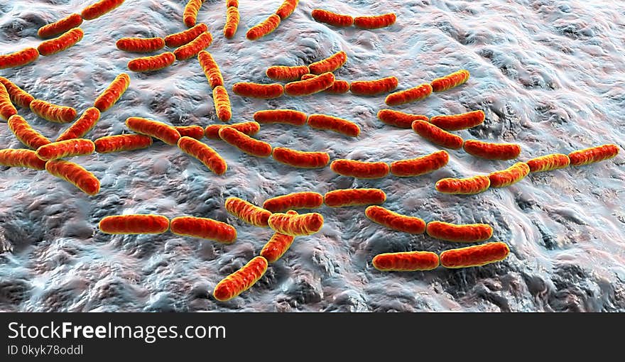 Bacteria Lactobacillus, Normal Flora Of Small Intestine