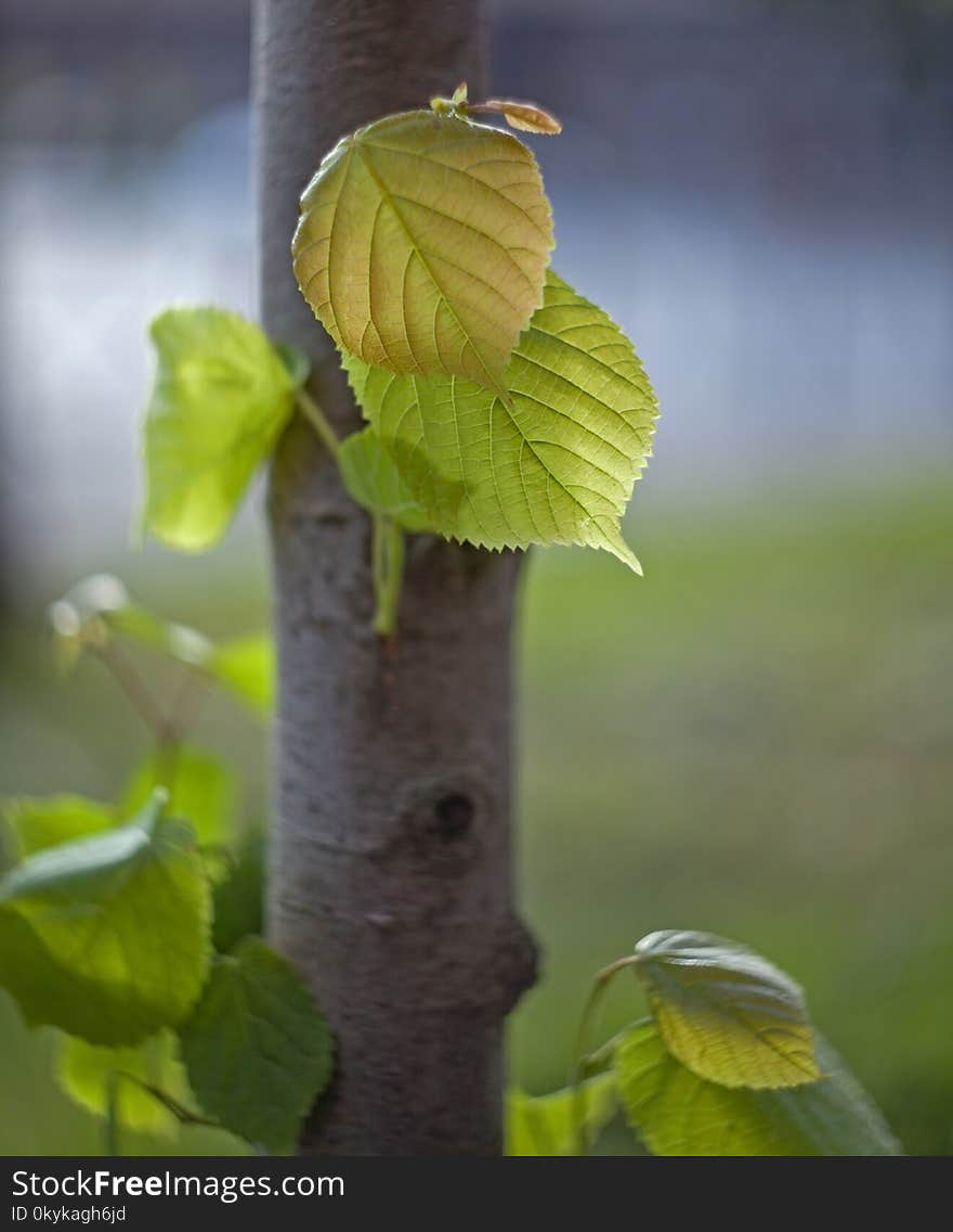 Young leaves on a tree trunk with a blurred background