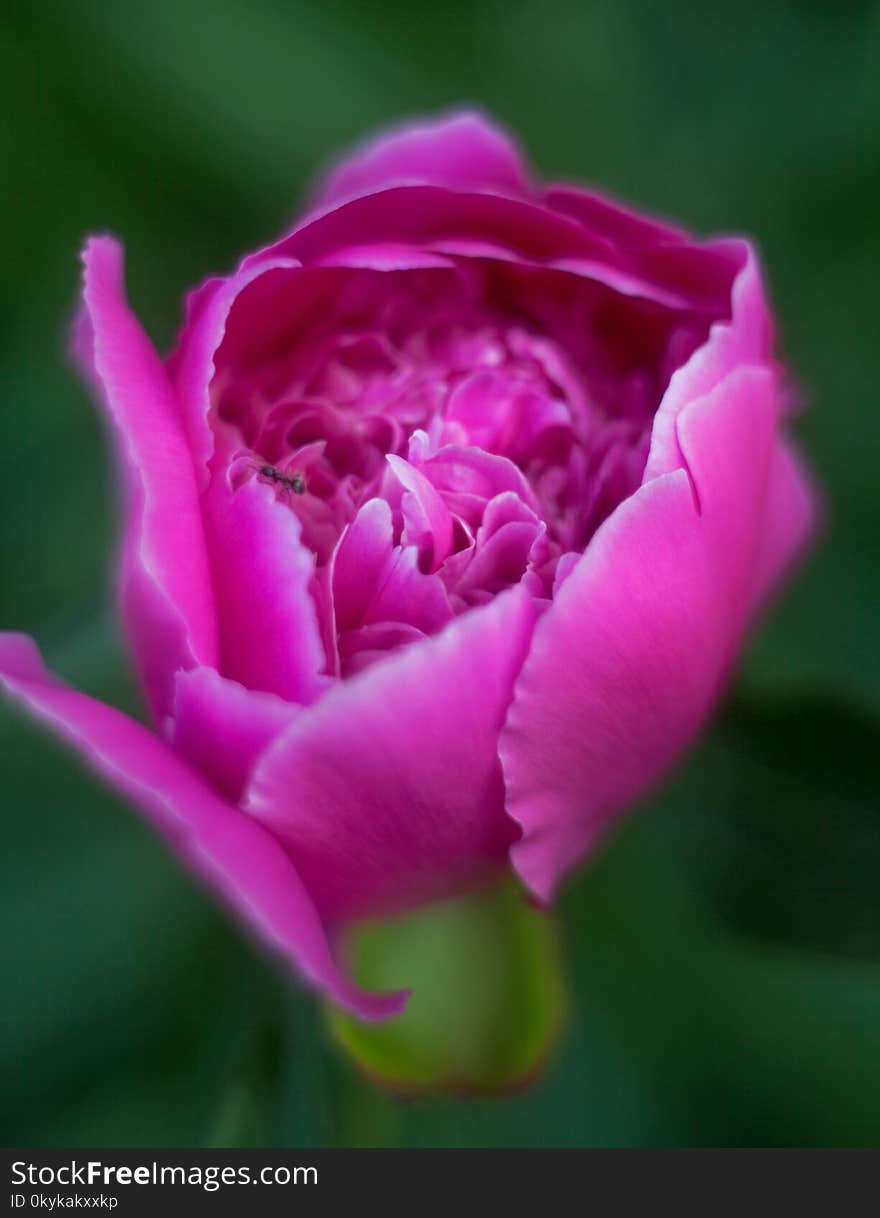 Peony Flower With Blurred Background