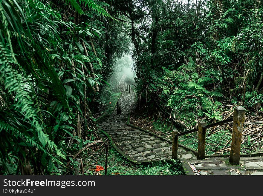 Foggy road