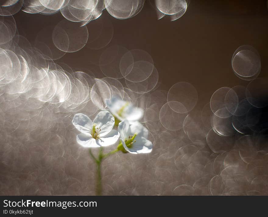 White flowers on a blurred background with fantastic beaming bokeh