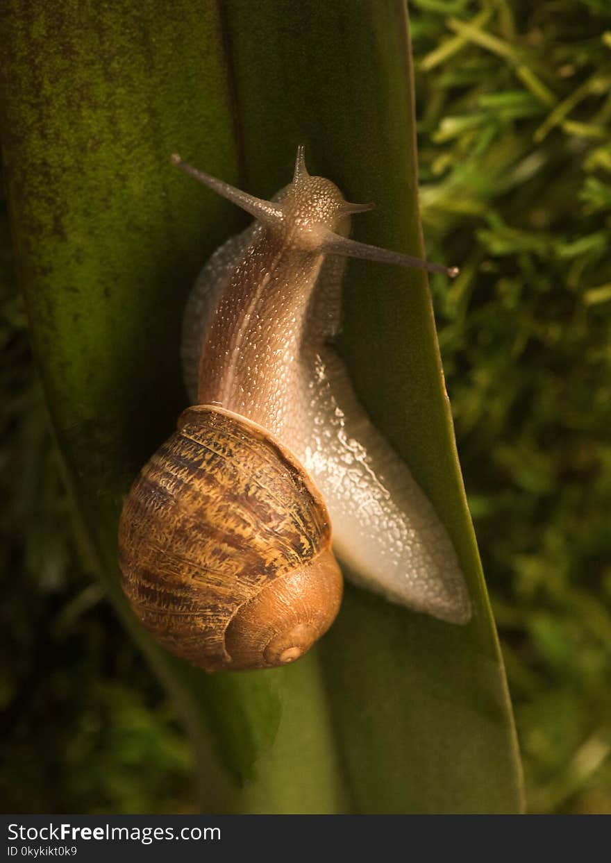 Large snail crawls along the green leaf.