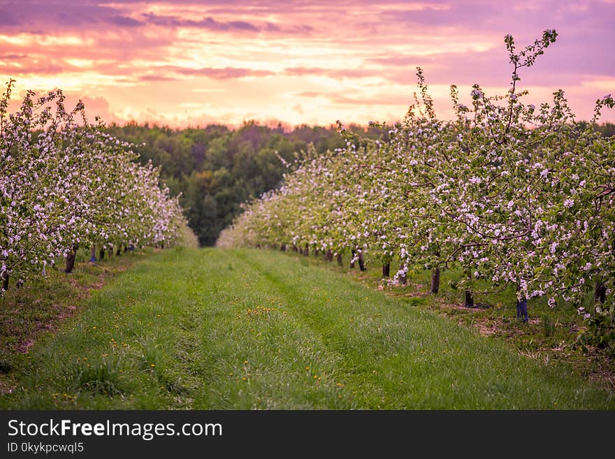 Spring Blooming Apple Orchard In Cloudy Weather