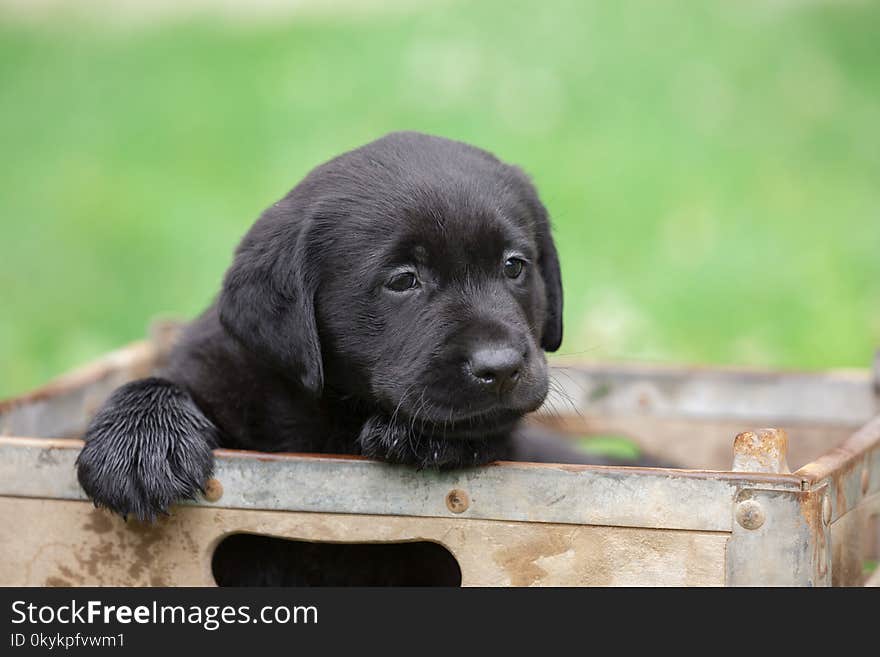 Cute black labrador puppy being playful outside in wooden box in spring time. Cute black labrador puppy being playful outside in wooden box in spring time