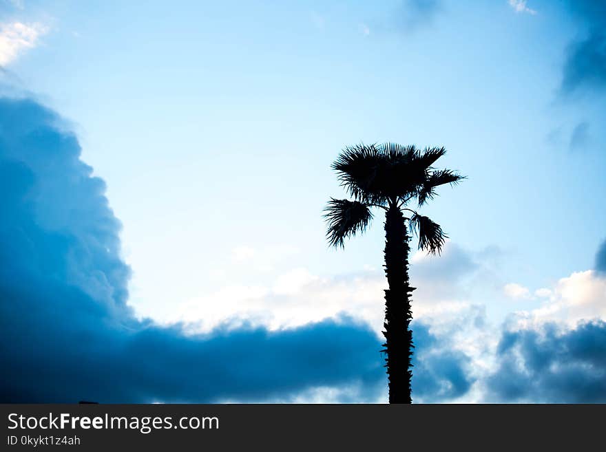 Palm trees against blue sky, Palm trees on tropical coast coconut tree, summer tree.