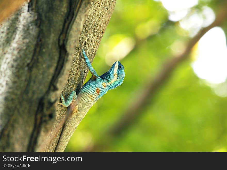 A blue lizard climbs up to a tree in high nature. A blue lizard climbs up to a tree in high nature.