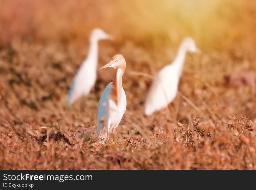 Cattle Egret in the dry field