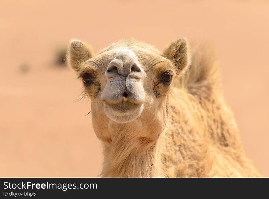 A camel curiously looks directly at the camera as if it giving a kiss when taken a photograph. A camel curiously looks directly at the camera as if it giving a kiss when taken a photograph