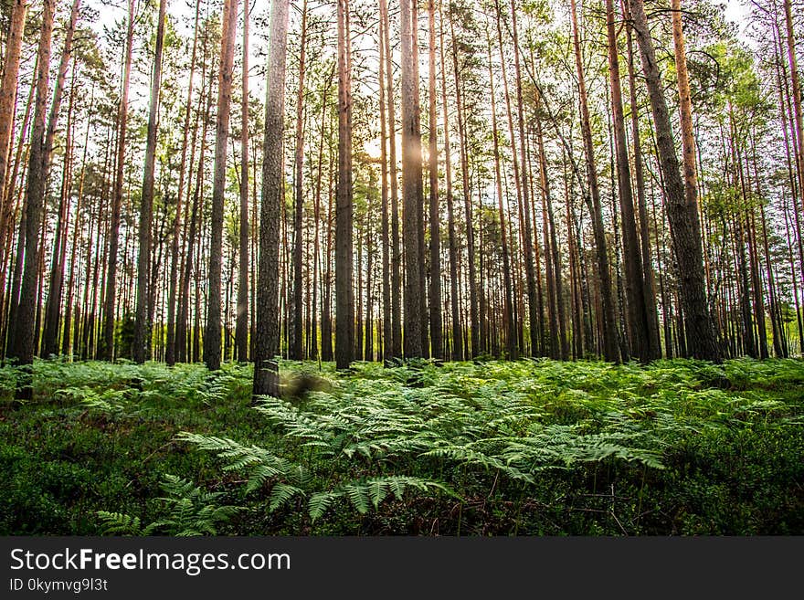 Beautiful forest landscape. Pine tree trunks and ferns. Beautiful forest landscape. Pine tree trunks and ferns