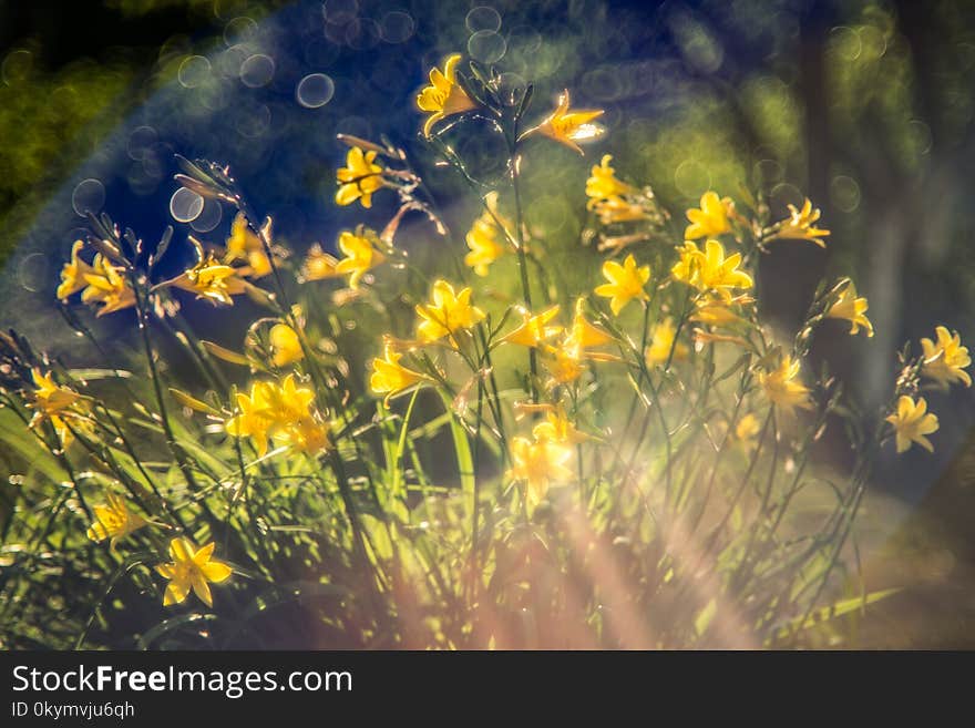 Beautiful yellow flowers in garden blooming. bokeh background