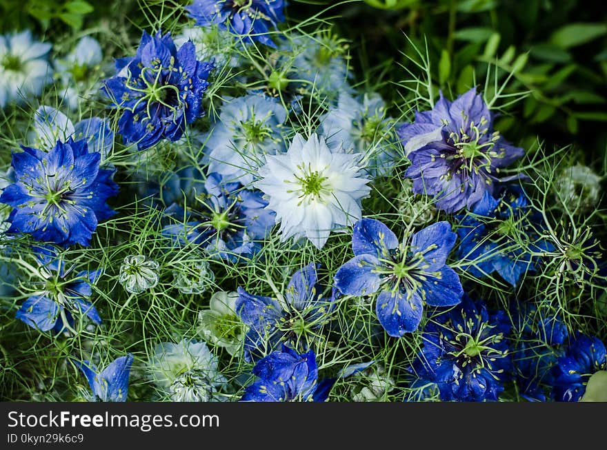 Group of beautiful blue cornflower flowers as floral background. Group of beautiful blue cornflower flowers as floral background