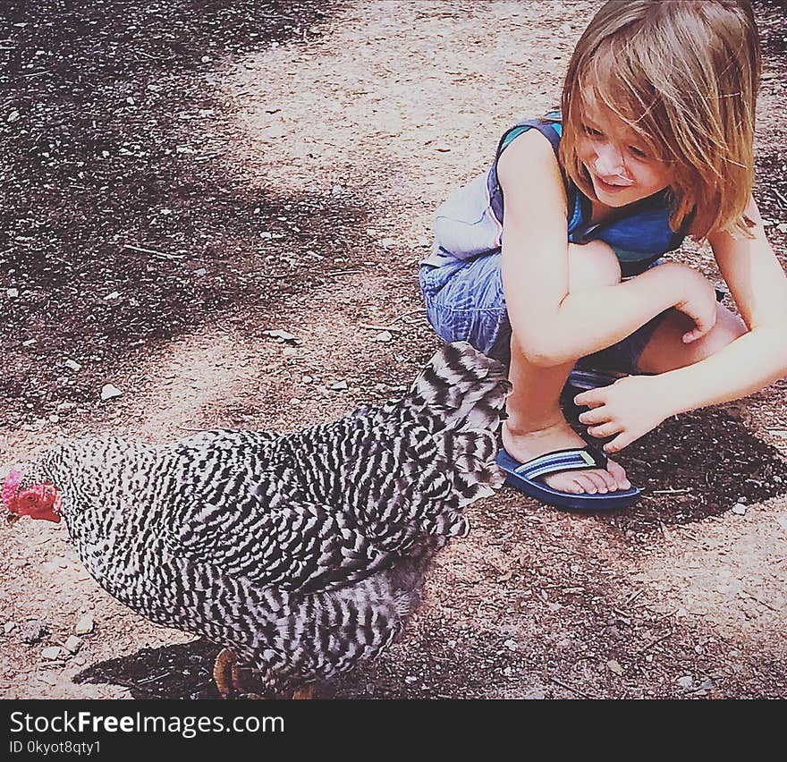 Little boy about to catch a black and white chicken, farm, petting zoo, chicken, long haired boy, animals, smiling, fun. Little boy about to catch a black and white chicken, farm, petting zoo, chicken, long haired boy, animals, smiling, fun