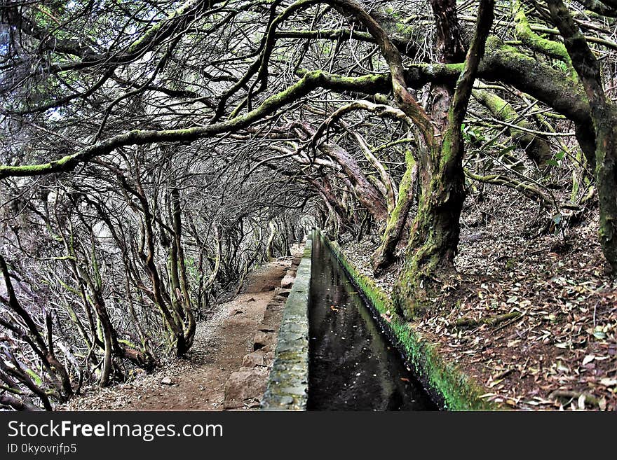 Circled Trees At 25 Fontes Route In Madeira