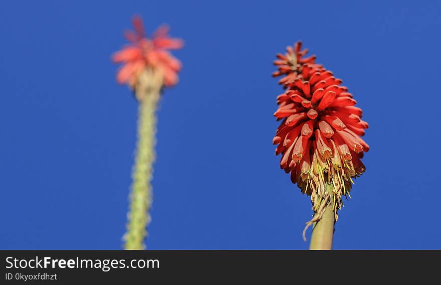 Straight red flowers with blue sky background - looking up perspective. Straight red flowers with blue sky background - looking up perspective