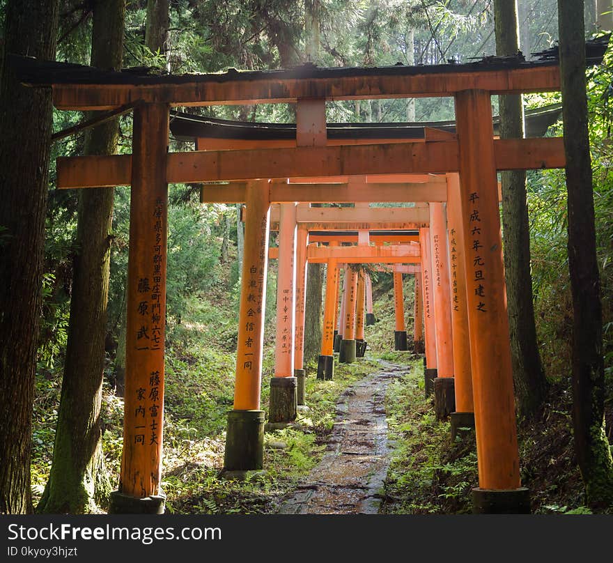 Beautiful sunlight illuminating the dark forestry surrounding the torii gates at Fushimi Inari Shrine. Beautiful sunlight illuminating the dark forestry surrounding the torii gates at Fushimi Inari Shrine