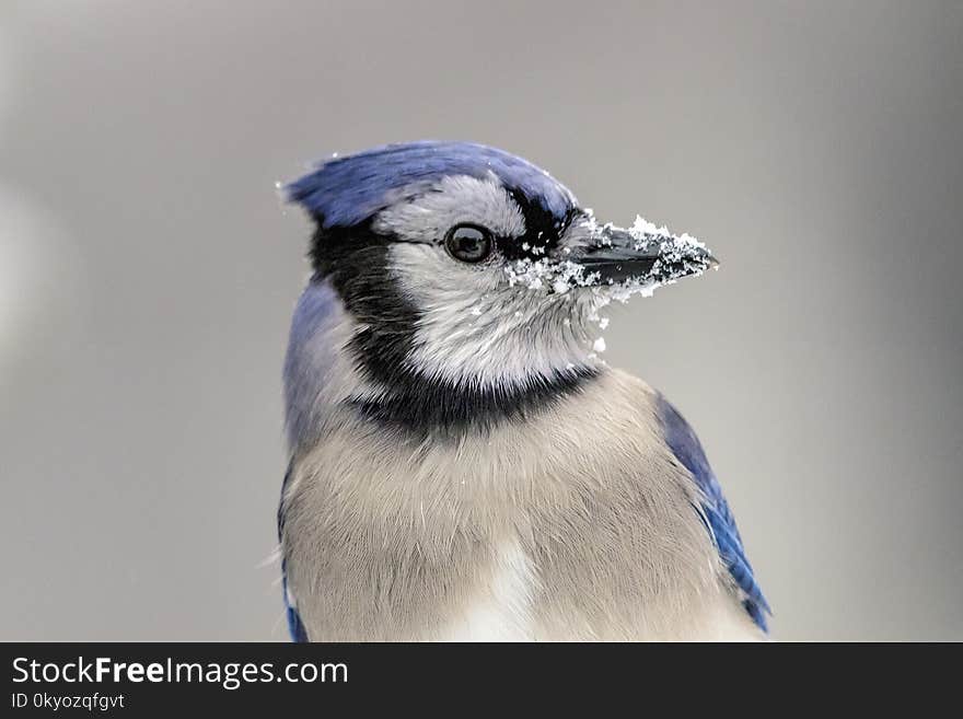 A portrait of a blue jay who has snow on his beak. This image was taken in Pleasant Valley, NY Hudson Valley by Debbie Quick from Debs Creative Images. A portrait of a blue jay who has snow on his beak. This image was taken in Pleasant Valley, NY Hudson Valley by Debbie Quick from Debs Creative Images.